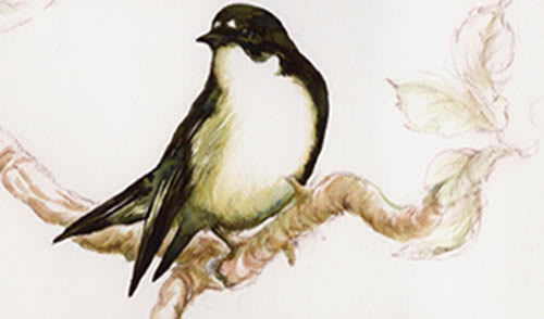 Kate Doubleday - Pied Flycatcher